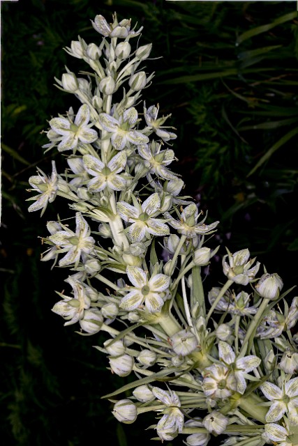 Frasera -Monument Plant.jpg